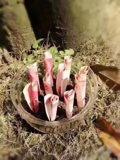 种树赚现金