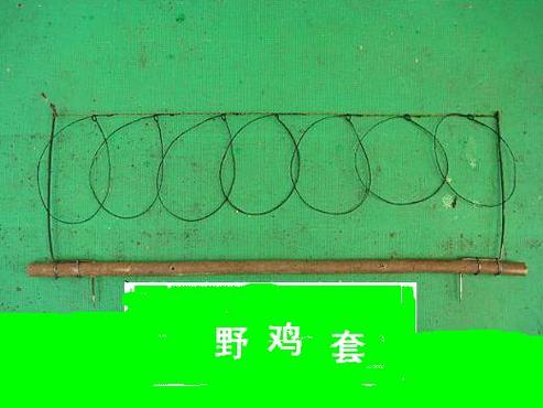 野鸡叫声大全诱捕器