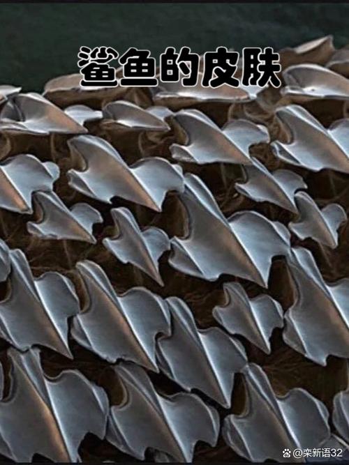 鲨鱼皮为什么有沙