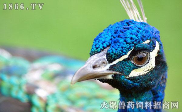 孔雀TV海外版