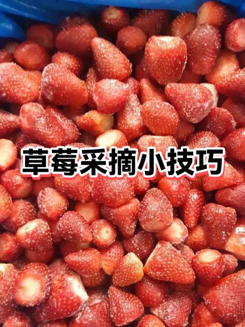 草莓刚摘下来可不可以吃