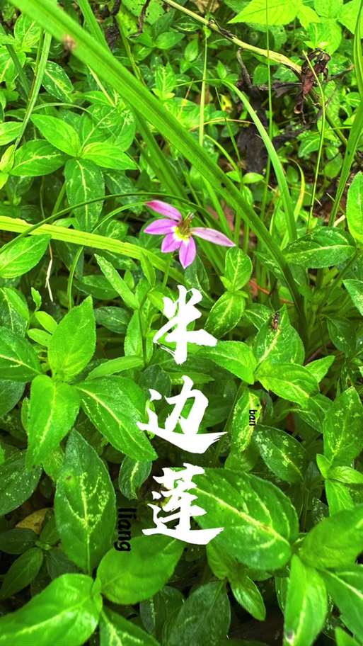 类似小红书的种草app有哪些