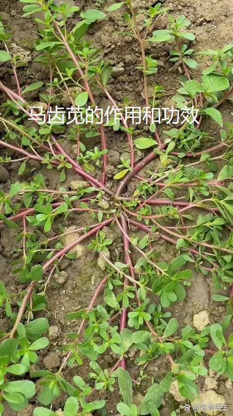 马齿苋的作用和功效