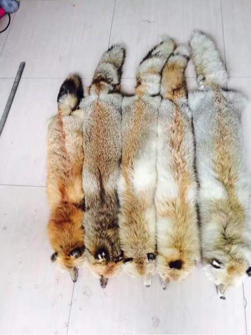 家里挂狐狸皮有讲究吗