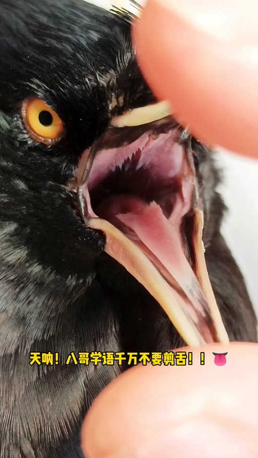 八哥说话要剪舌头吗图标