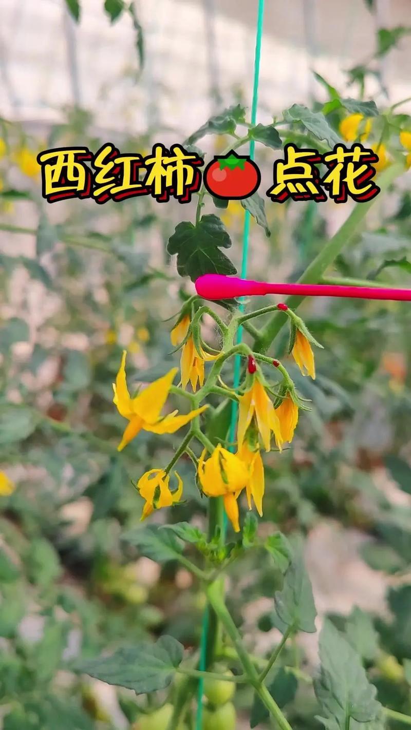 露天番茄需要点花吗