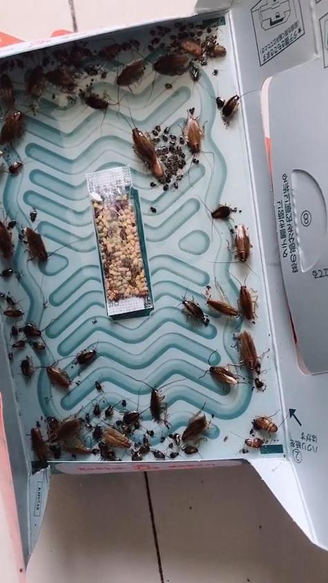 消灭蟑螂的方法