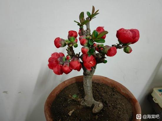海棠什么品种好海棠花排名