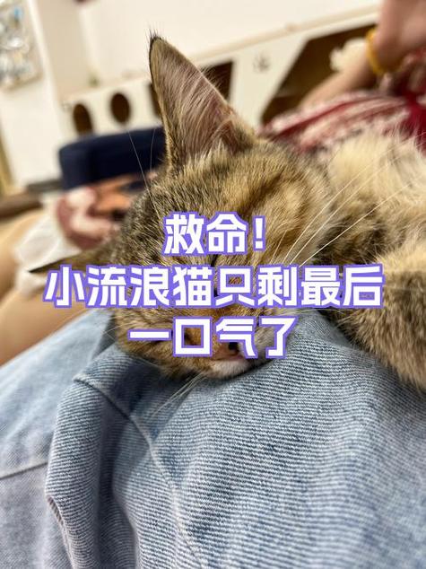 猫的特殊能力