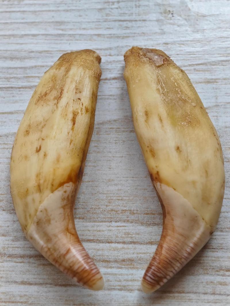 快牙首项