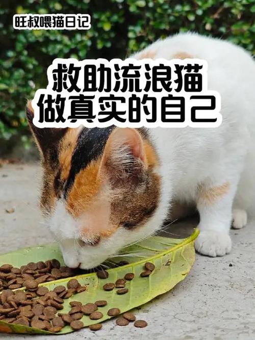 喂猫日记