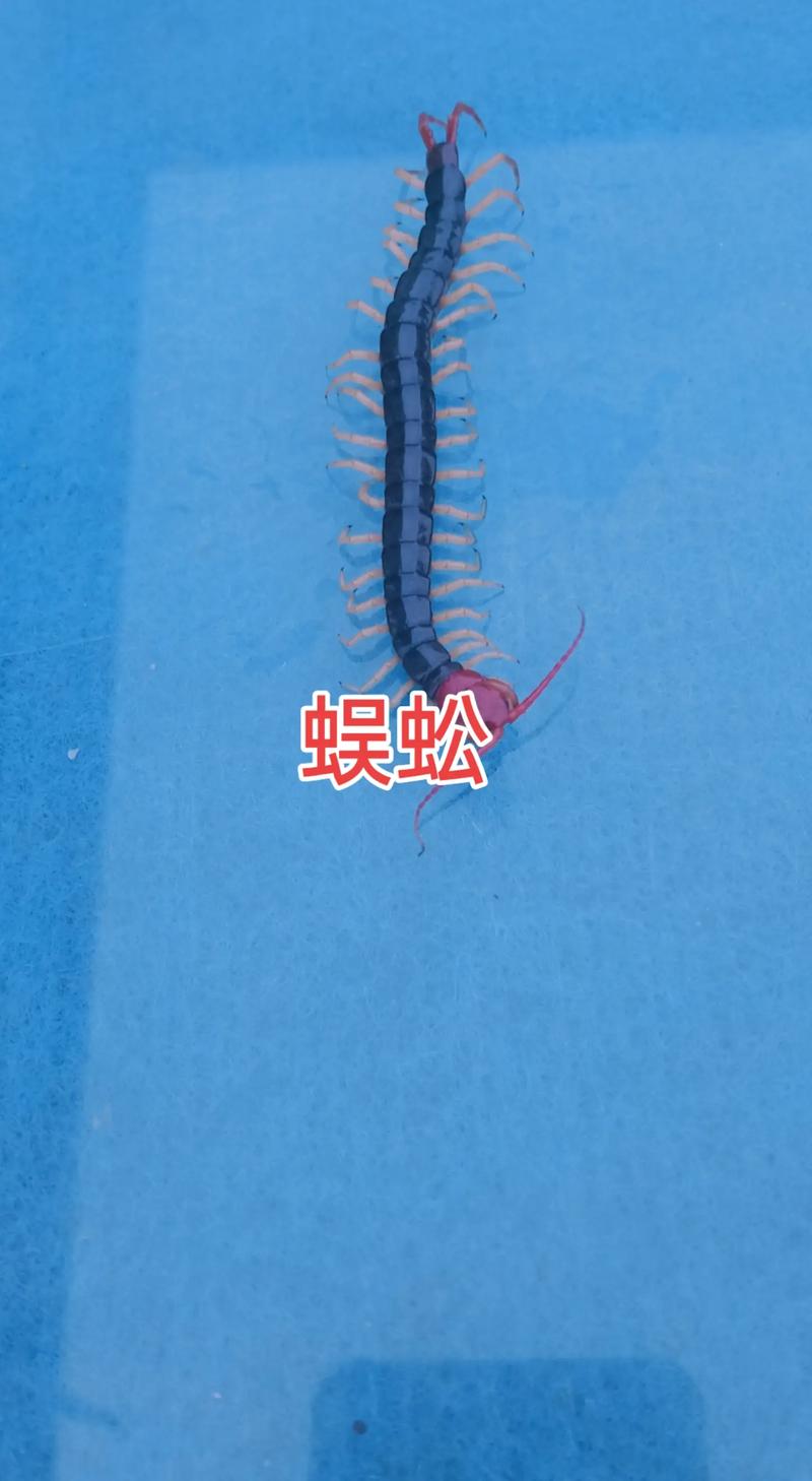 开局练了一条毒蜈蚣