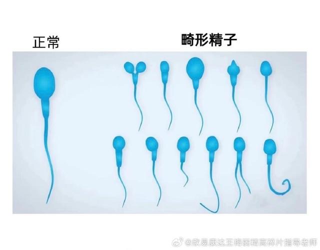 男性备孕精子要攒几天