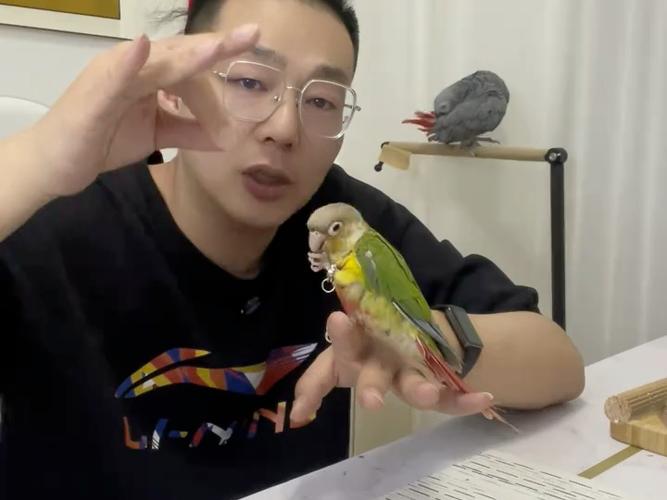1小太阳鹦鹉训练完整视频
