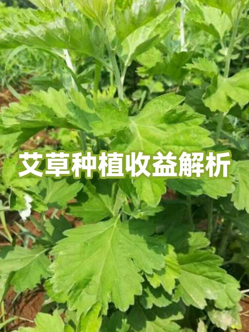 种艾草真的能赚钱吗