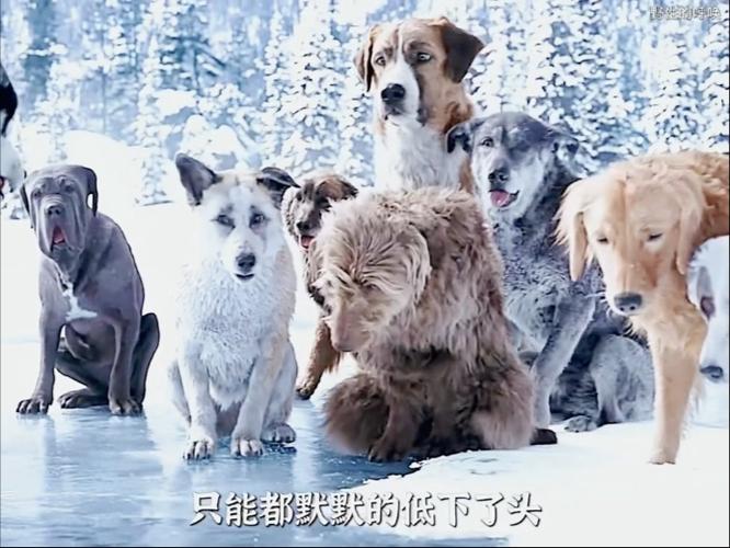 影视狗