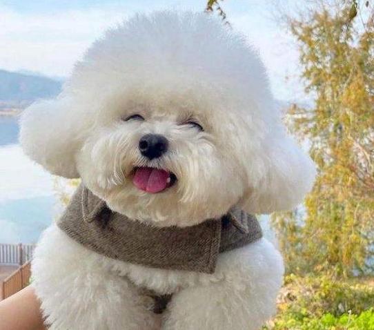 比熊的寓意和象征