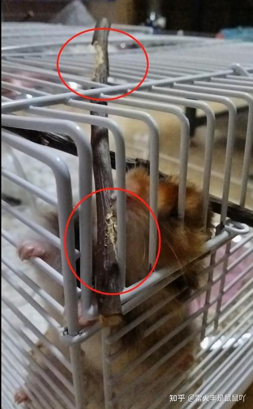 仓鼠突然变得爱咬笼子