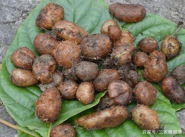 化狗儿植物全草99
