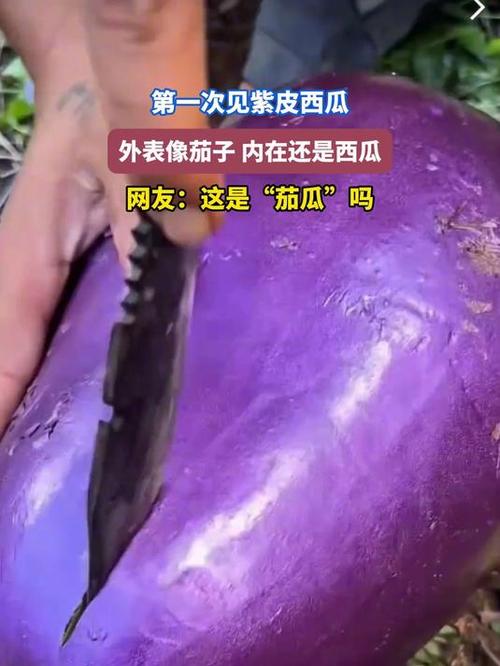 紫色西瓜