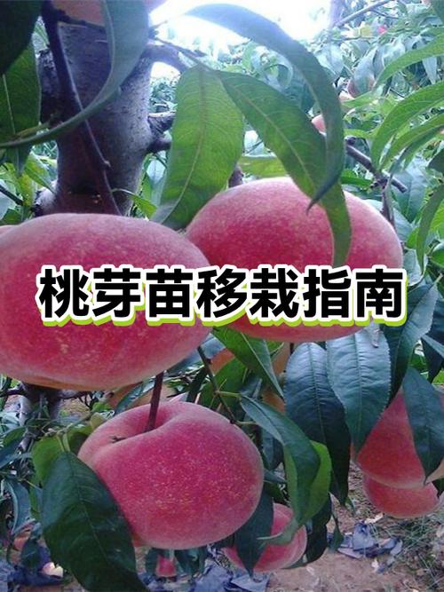 桃子移植的步骤