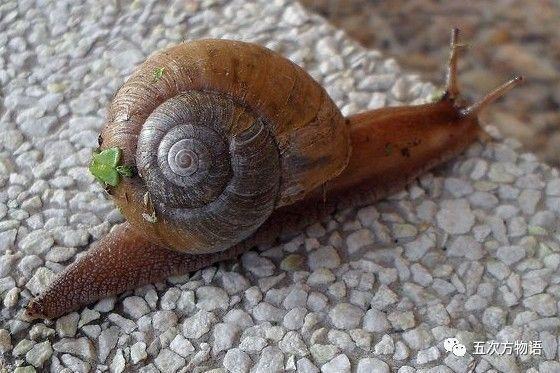 我是一只小蜗牛