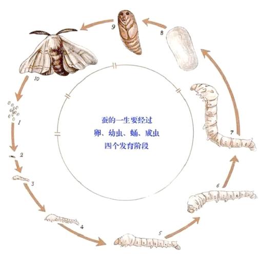 萤火虫的繁殖