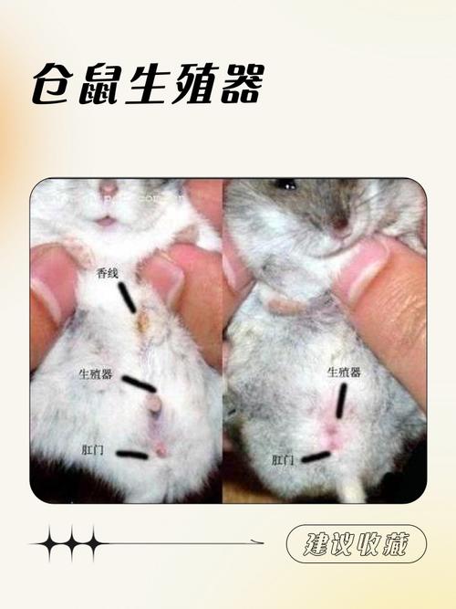 两只仓鼠打架怎么办
