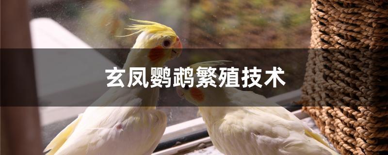 玄凤鹦鹉繁殖技术游戏截图