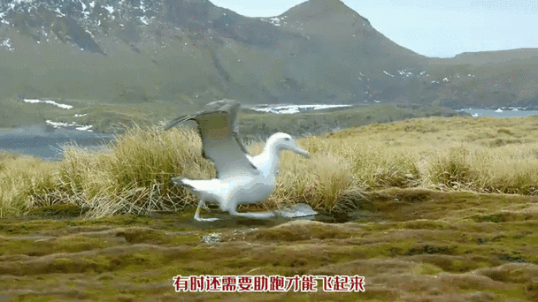 世界上最大的信天翁
