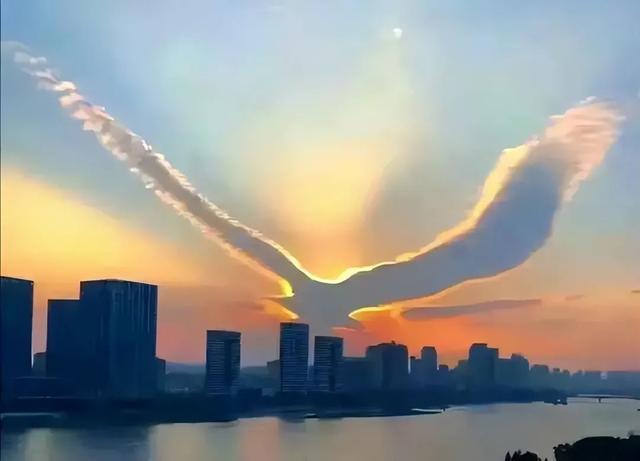 金凤凰网络平台