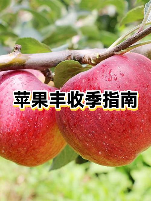陕西苹果几月份最好吃