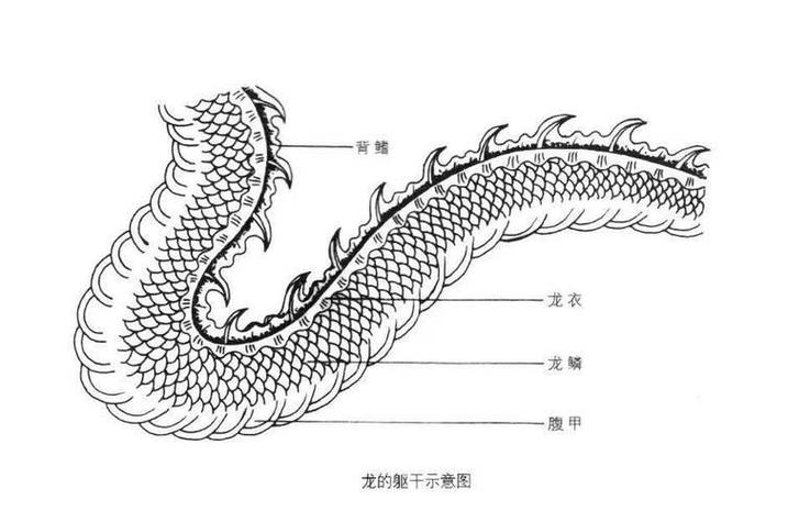 龙鳞是什么样的