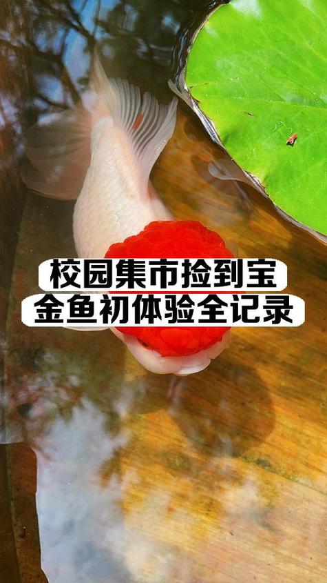 卖金鱼的广告顺口溜