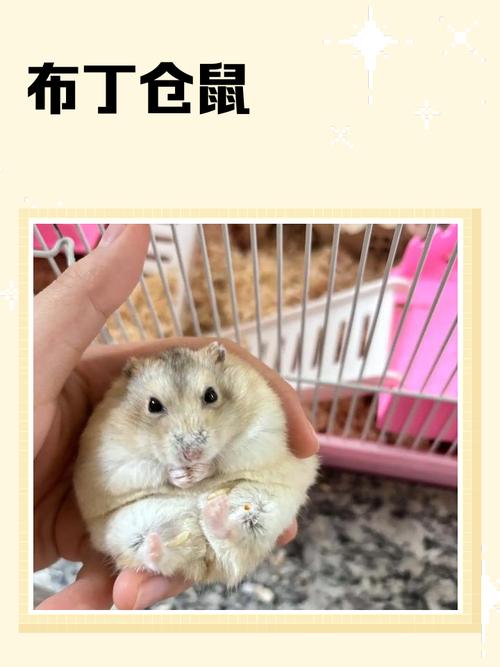 为什么不建议养布丁仓鼠