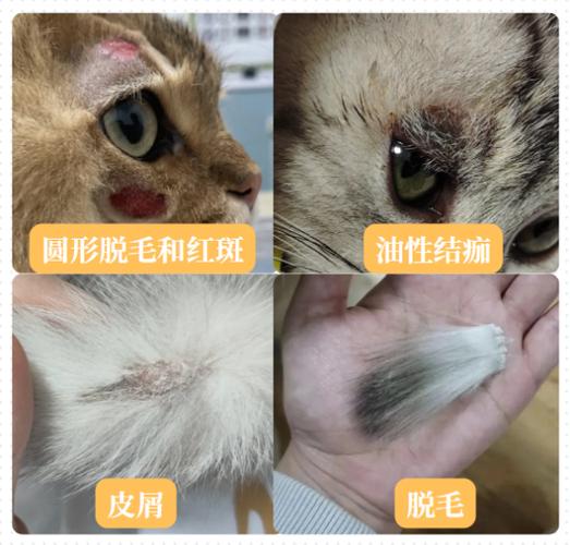 猫咪猫藓初期是什么样子的