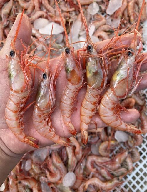 市场上卖的红虾是什么虾