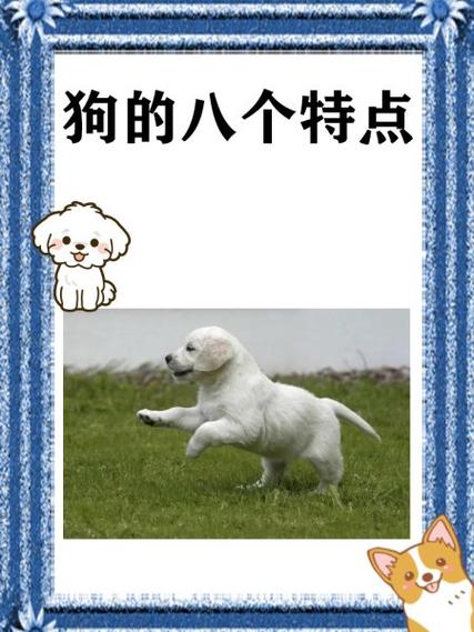 小狗的活动特点