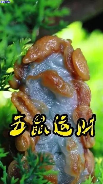 五鼠代表什么意思