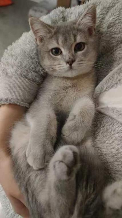 猫咪养成记官网