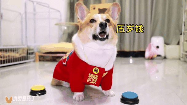 狗狗一般封多少钱红包缩略图