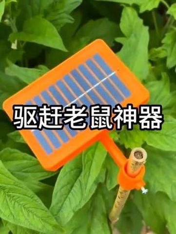 恶猫叫声驱鼠100分钟