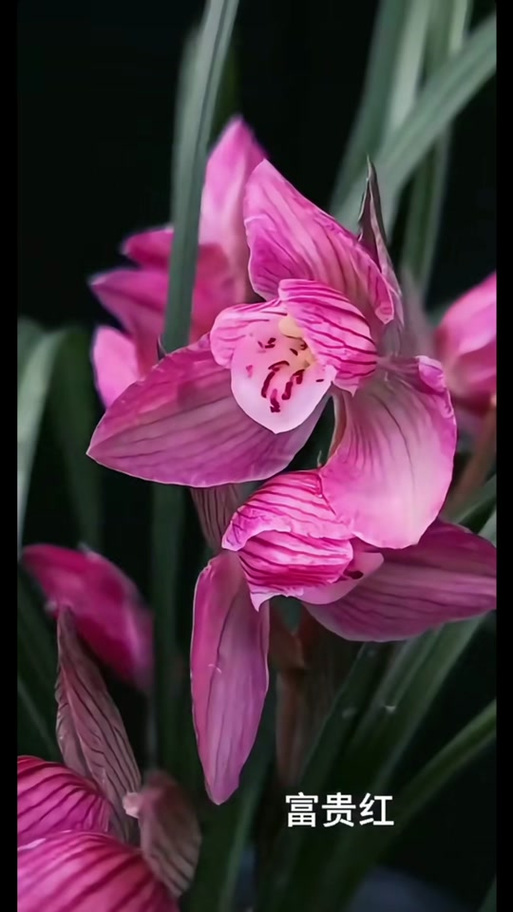 富贵红什么时候开花