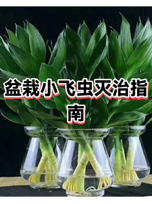 花盆长小飞虫怎么治
