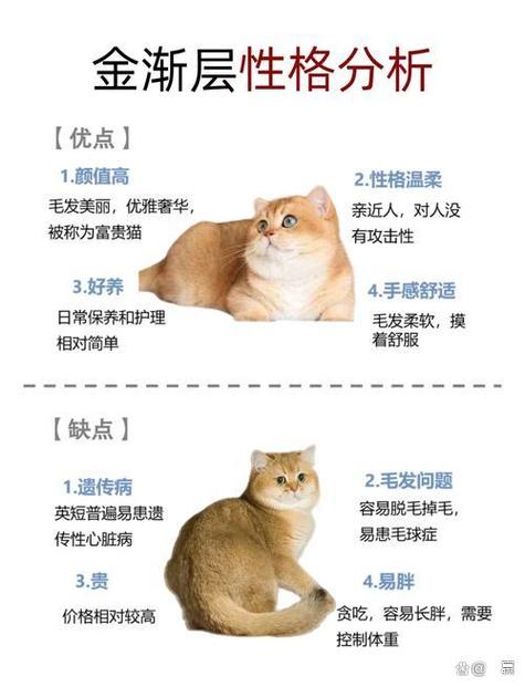 金渐层介绍