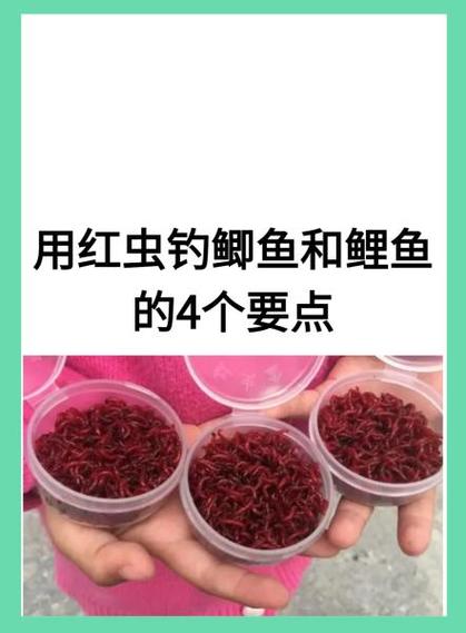 红虫钓鱼不能吃吗