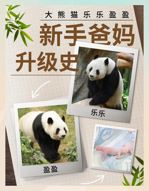 熊猫养成记没有位置了怎么办