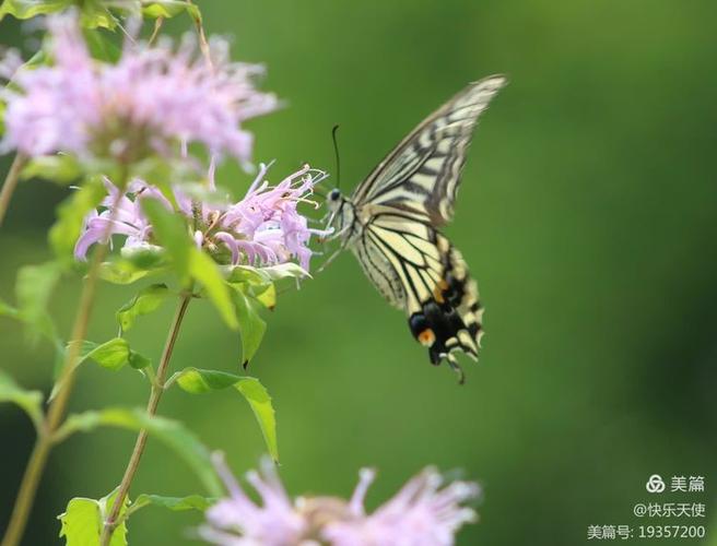 7月有什么花开放图标