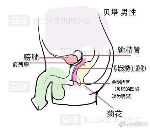 ABO设定介绍