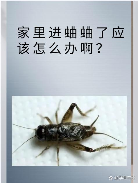 房间里有蟋蟀一直叫又找不到